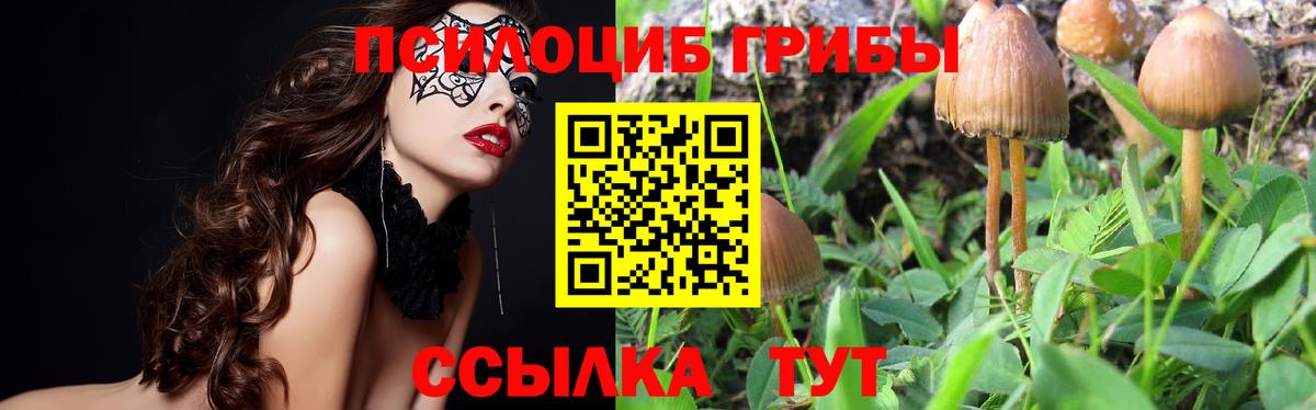 Йошкар-Ола  купить  цена  Вход с VPN  Псилоцибиновые грибы MAGIC MUSHROOMS  Псилоцибиновые грибы мицелий 